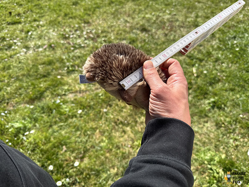 Zwerg wird als Hindernis gemessen